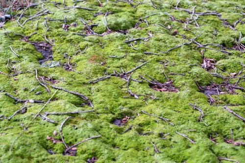 Moss on a garden to show the moss and pest control services offered.