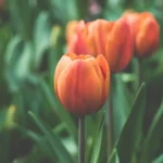 An orange tulip in a flower bed.