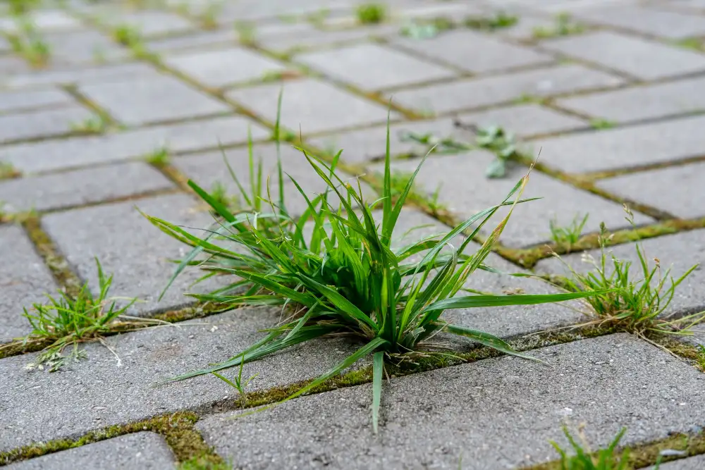 A weed growing between tiles to show the weeding services near Wakefield that Complete Value Lawncare offer.