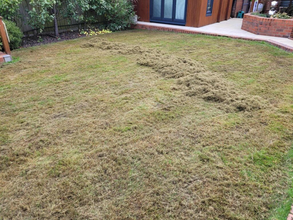 raking up after a Wakefield lawn scarification to remove thatch