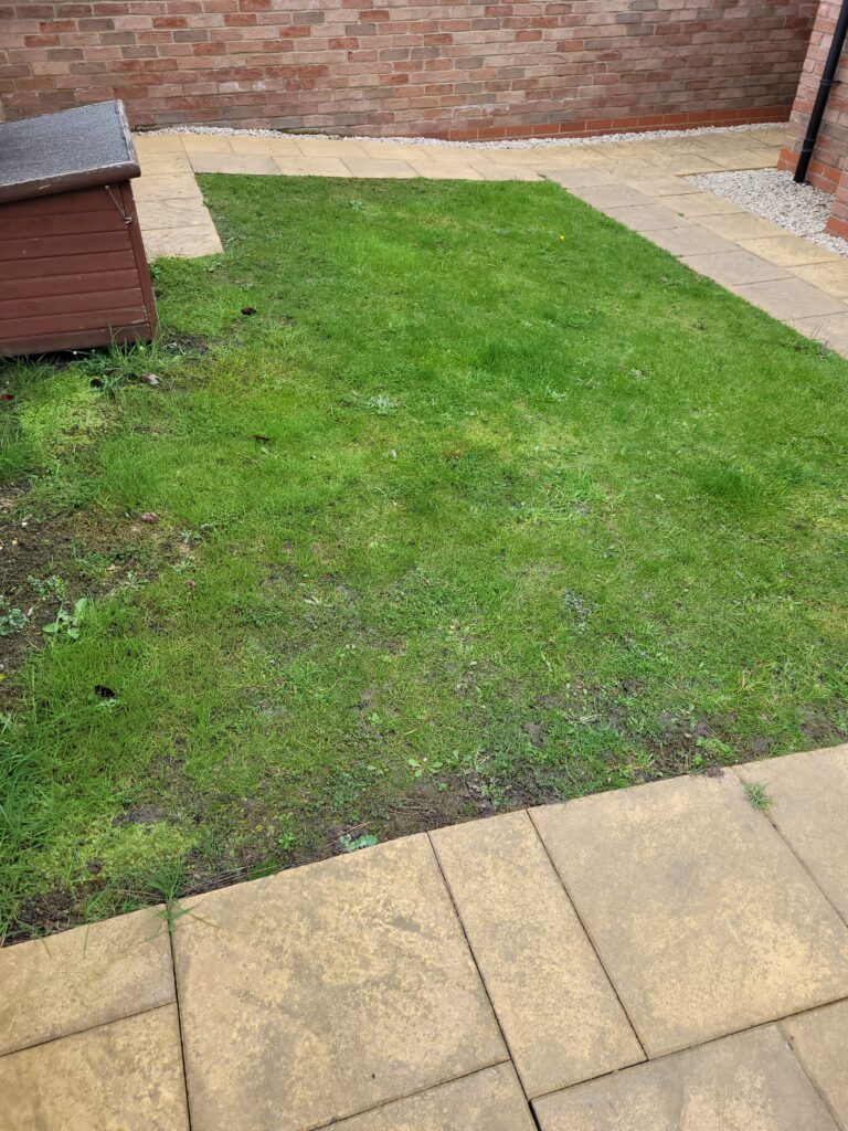 An old lawn before lawn renovation in Wakefield with weeds and moss