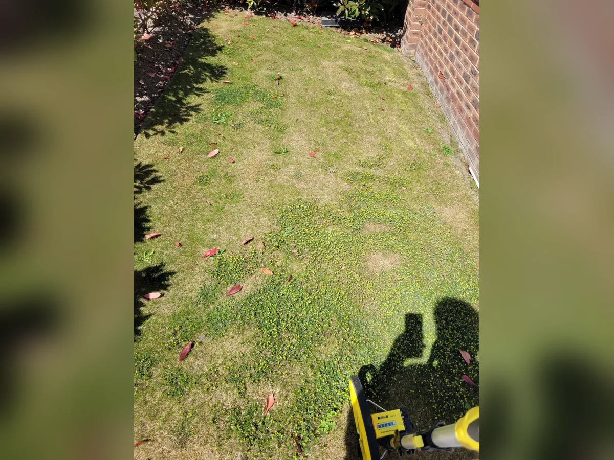 Weed affected lawn before professional lawn treatment in Wakefield