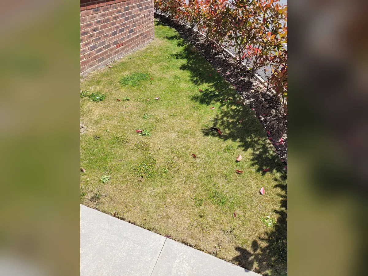 Patchy weed filled lawn before Complete Lawncare treatment in Wakefield