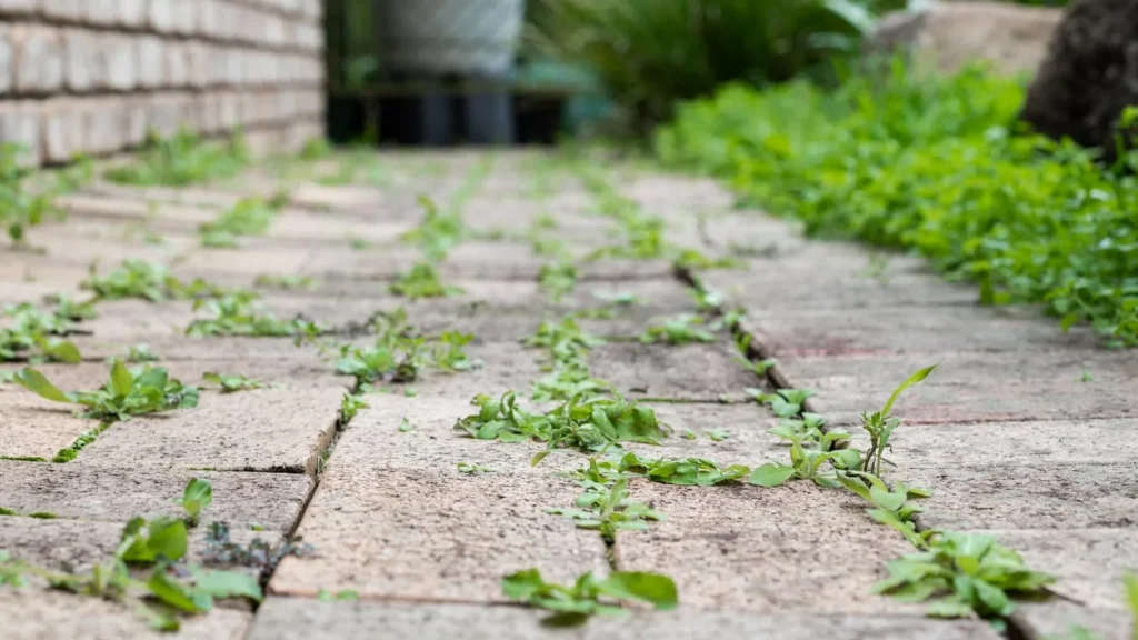 Weeds growing between paving on a driveway