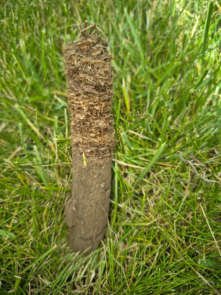 Soil core removed during hollow-tine lawn aeration in Wakefield