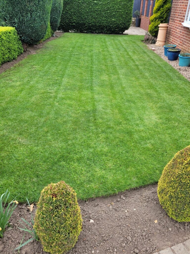 Healthy lawn after scarification and recovery