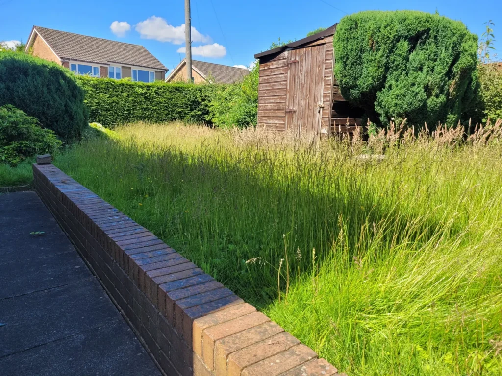 Long overgrown grass before lawn mowing in Horbury, Wakefield