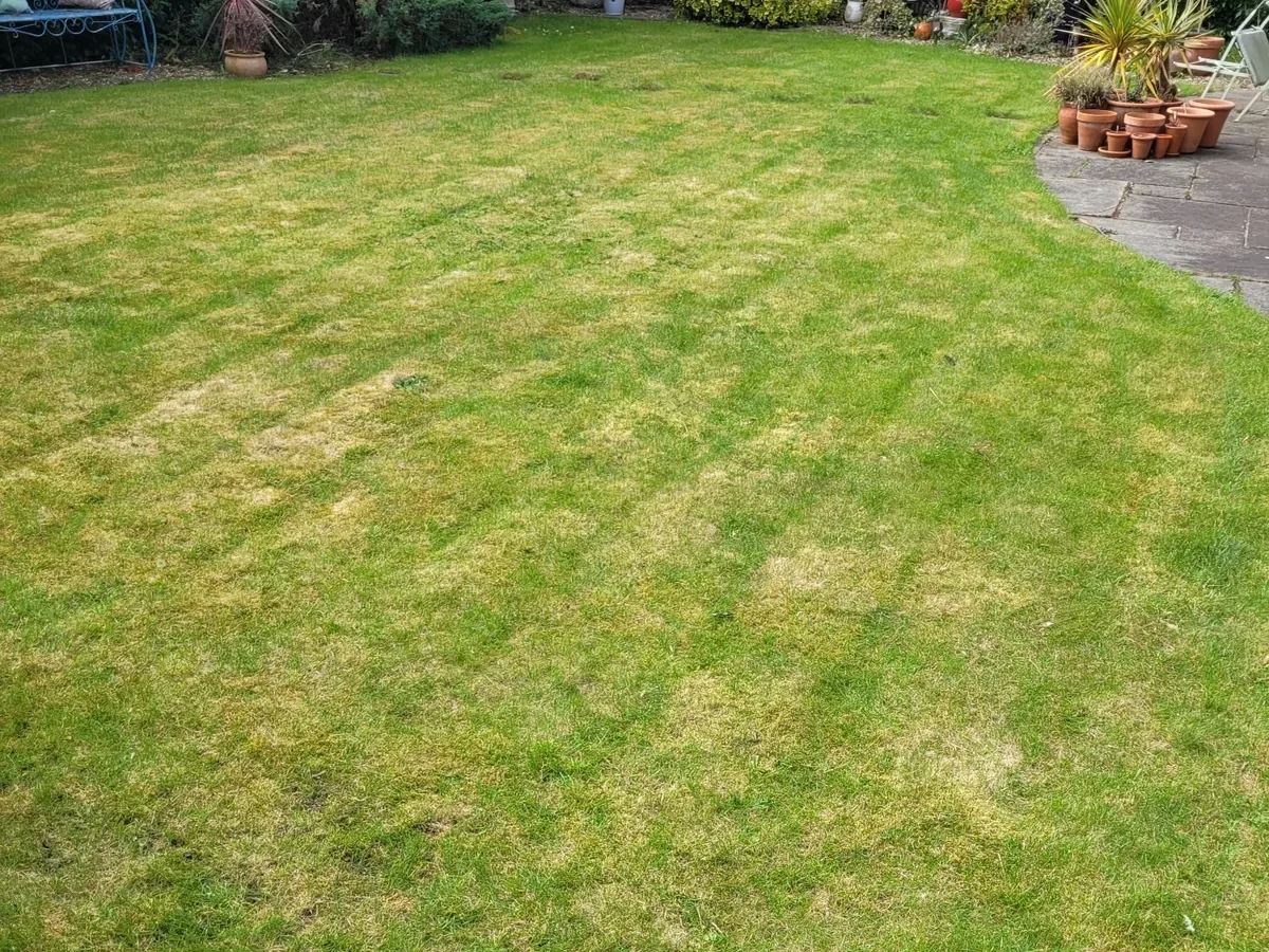 Lawn before scarification showing thinning grass and thatch in Wakefield