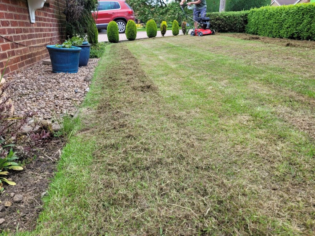 Scarification removing thatch from a lawn