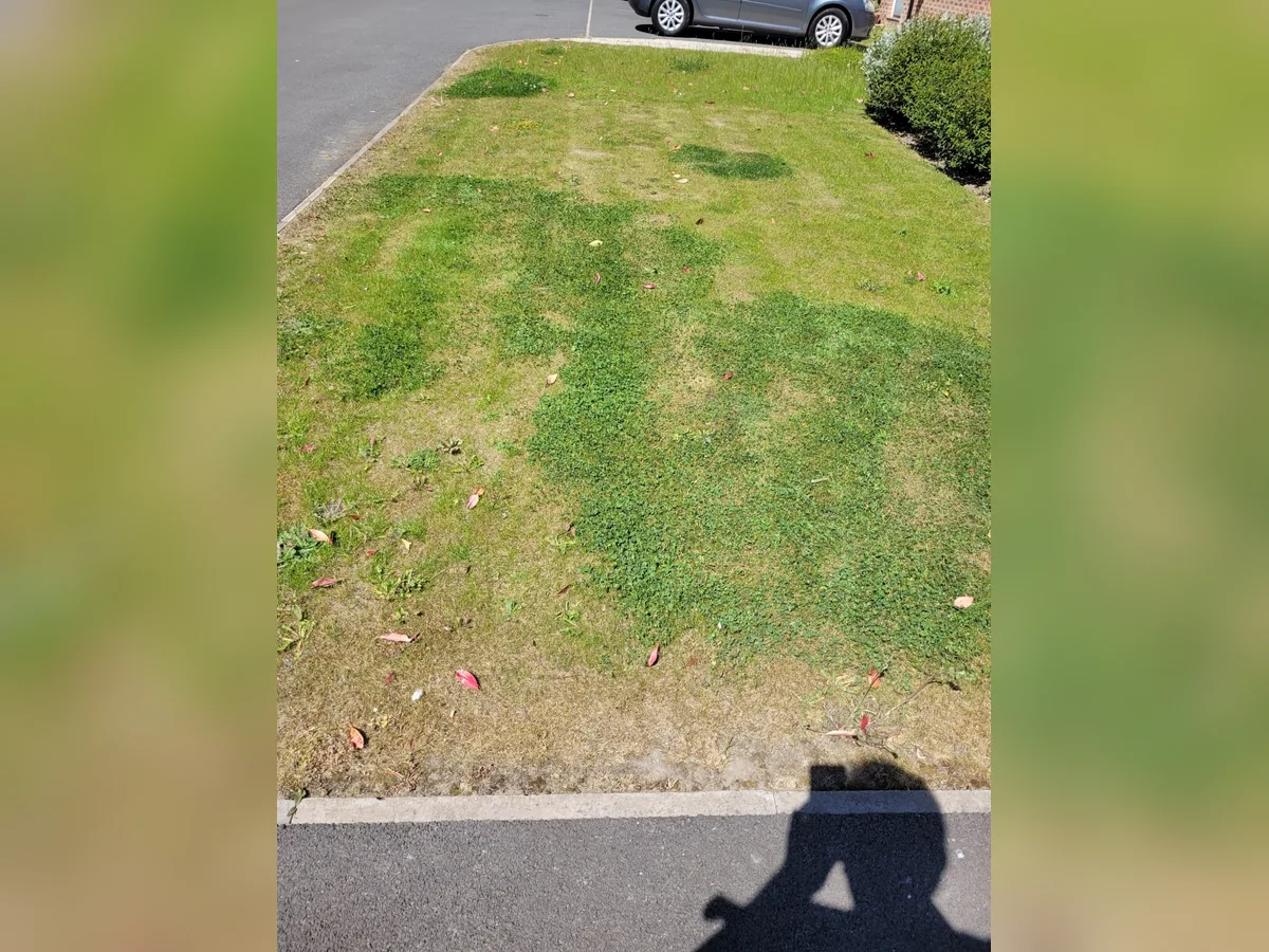Patchy lawn before professional lawn treatment in Wakefield