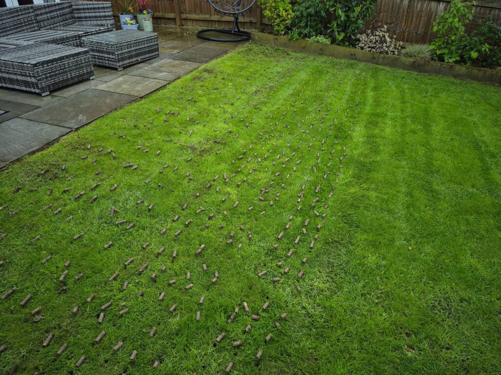 Lawn after hollow-tine aeration showing removed soil cores